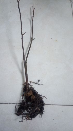 山茶花的根是什么颜色?揭秘山茶花根系特征与养护要点 山茶花的根是什么颜色?揭秘山茶花根系特征与养护要点