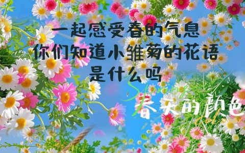 雏菊的花语是什么？在园艺中如何养护与欣赏