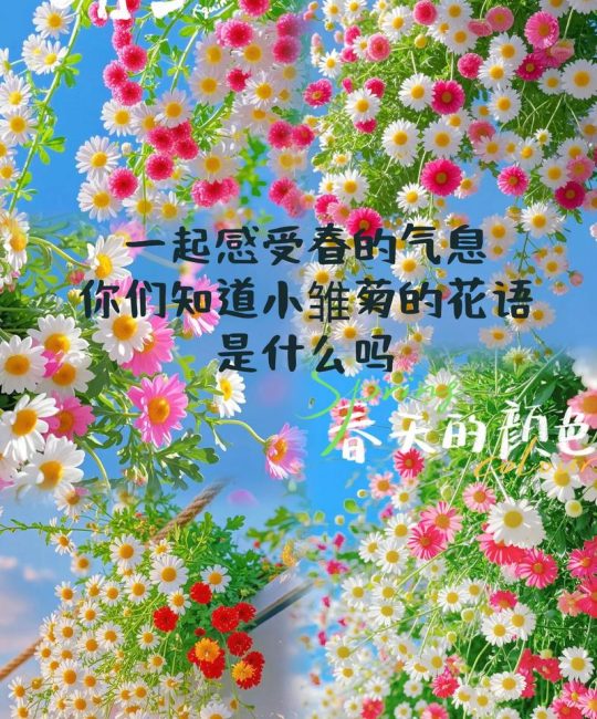 雏菊的花语是什么？在园艺中如何养护与欣赏