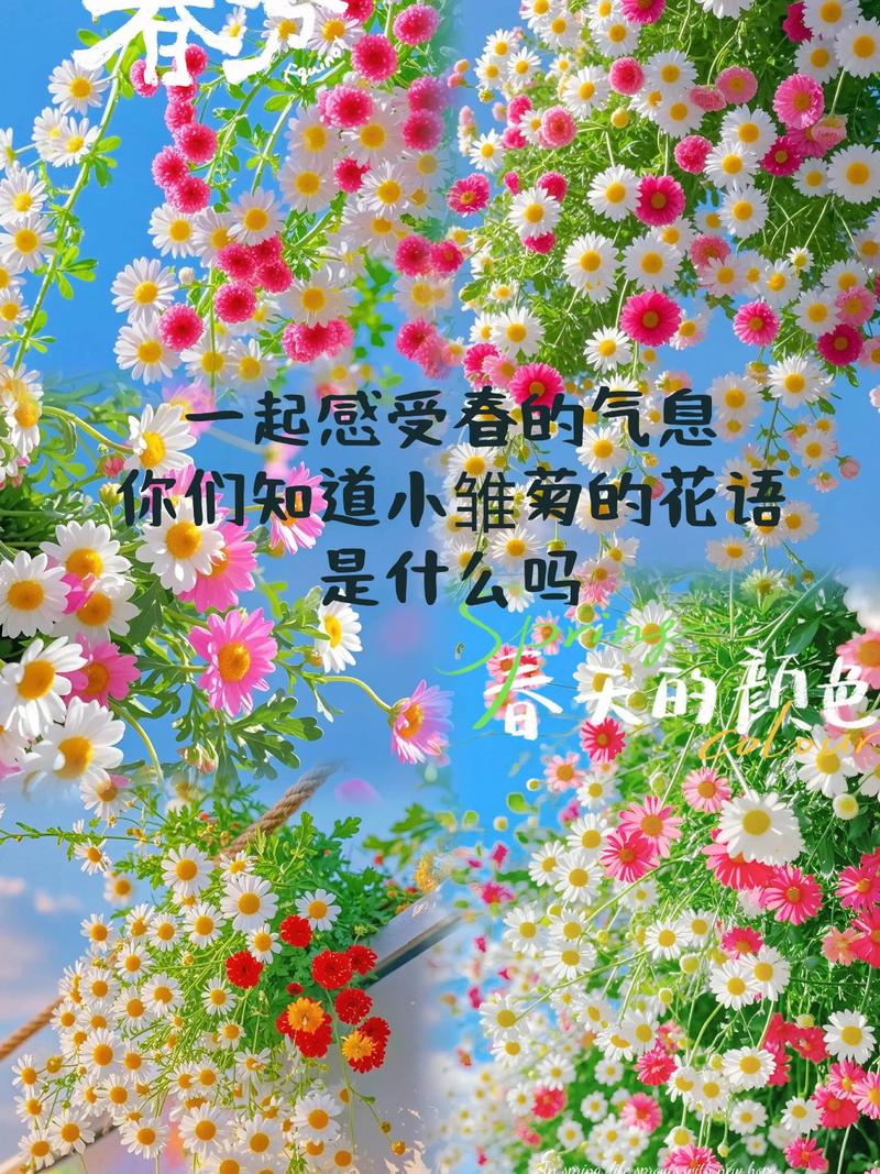 雏菊的花语是什么?在园艺中如何养护与欣赏 雏菊的花语是什么?在园艺中如何养护与欣赏