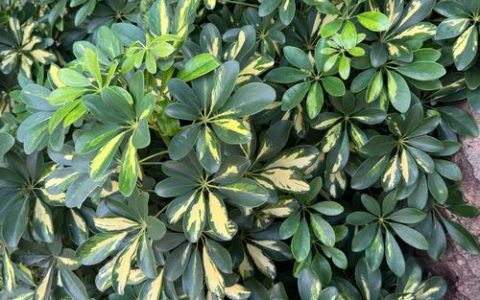 鹅掌柴的花是什么样子：形态特征与养护观赏全解析