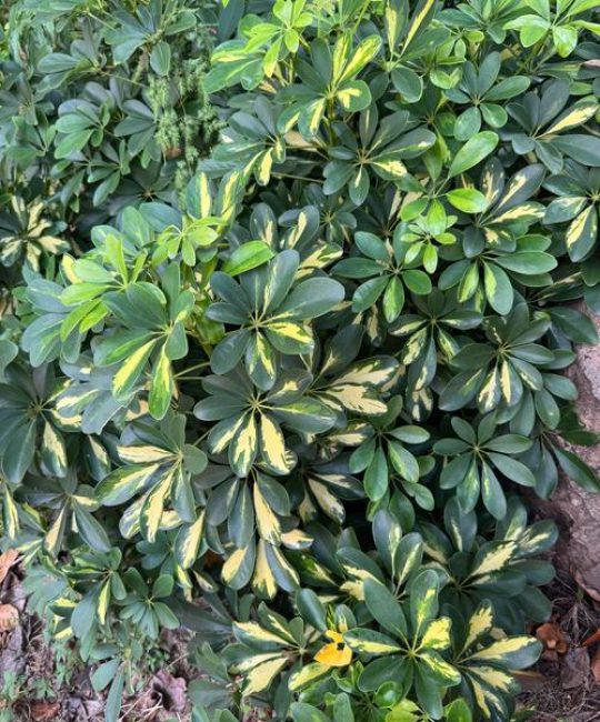 鹅掌柴的花是什么样子：形态特征与养护观赏全解析