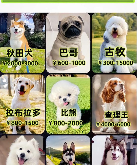 肉狗小苗多少钱一只？2026年最新价格参考与影响因素分析