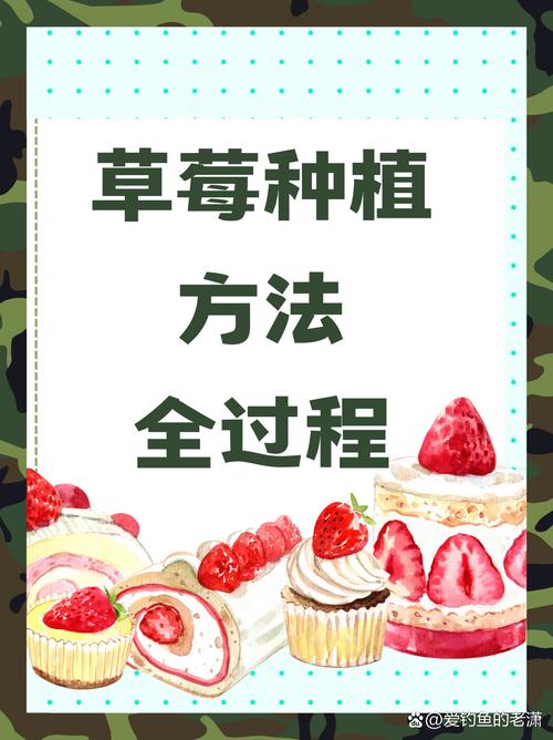 草莓用什么土种植最好?从选土到成活的完整技术指南 四、栽植深度