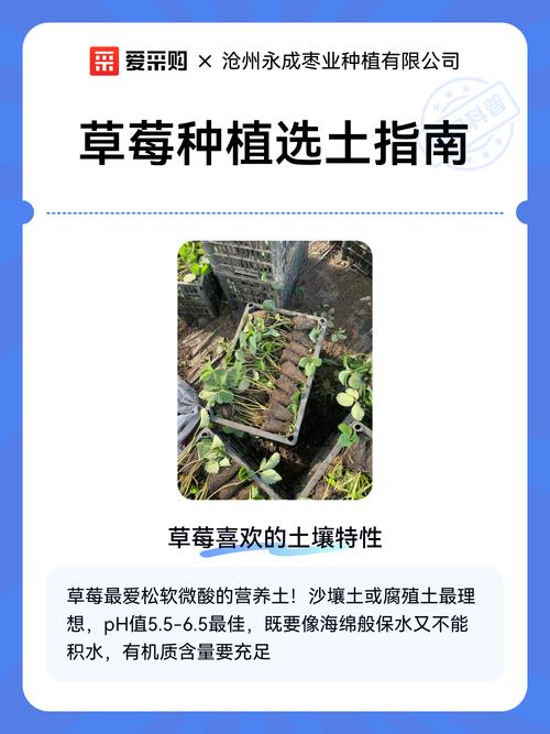 草莓用什么土种植最好?从选土到成活的完整技术指南 三、栽前处理