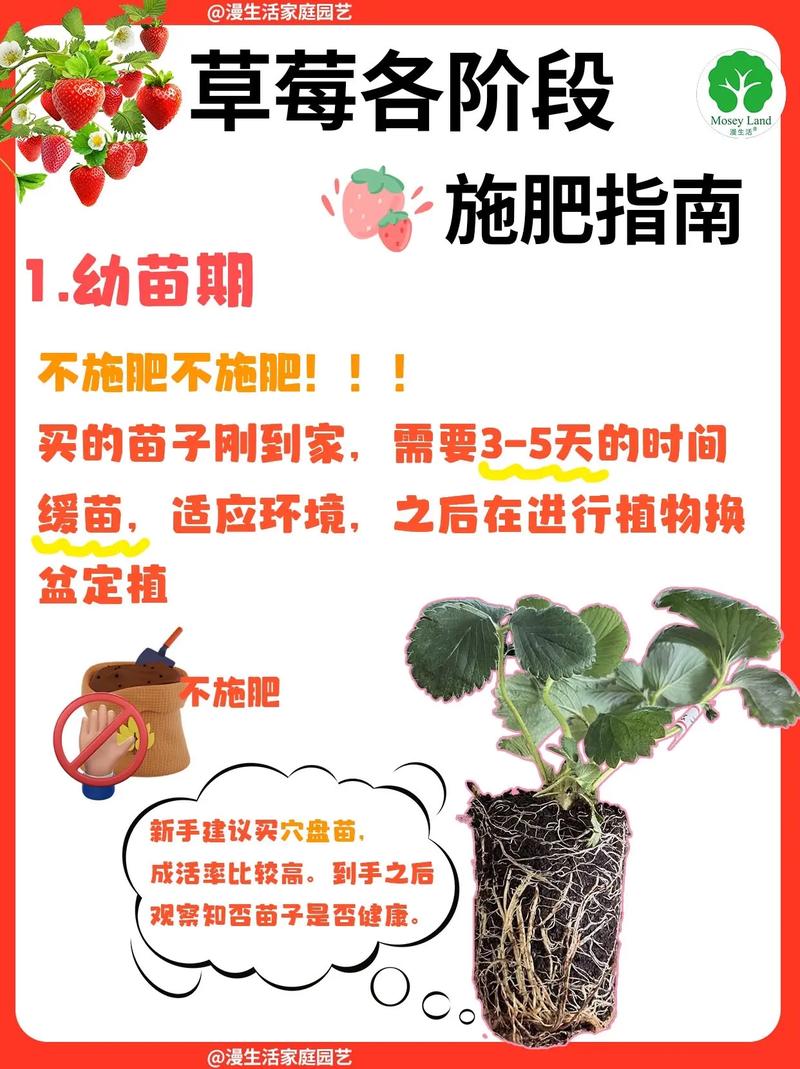 草莓用什么土种植最好?从选土到成活的完整技术指南 七、成活注意事项