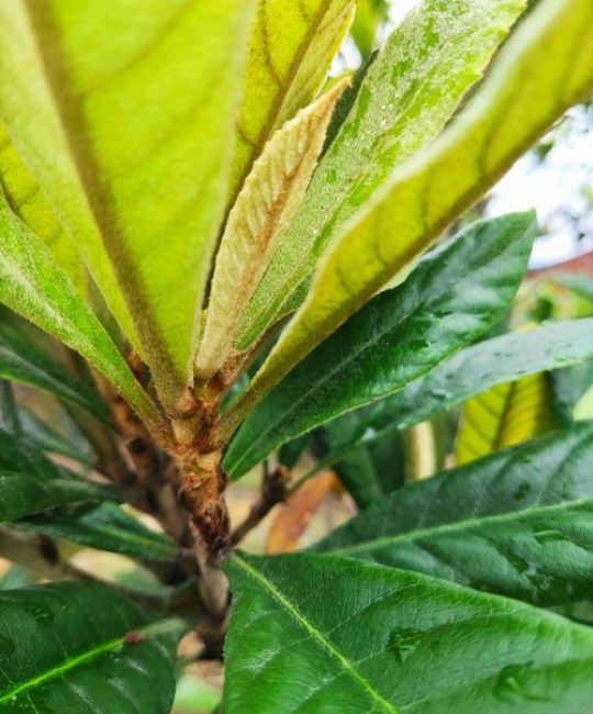枇杷树树皮脱皮是什么病及防治方法