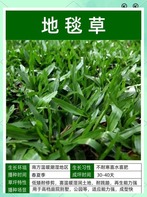 有没有四季常青的草坪?2026年最全品种选择与养护指南 FAQ