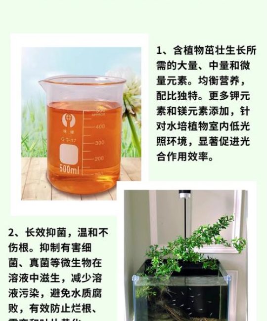 水培植物能用复合肥吗？正确用量、浓度与风险全解析