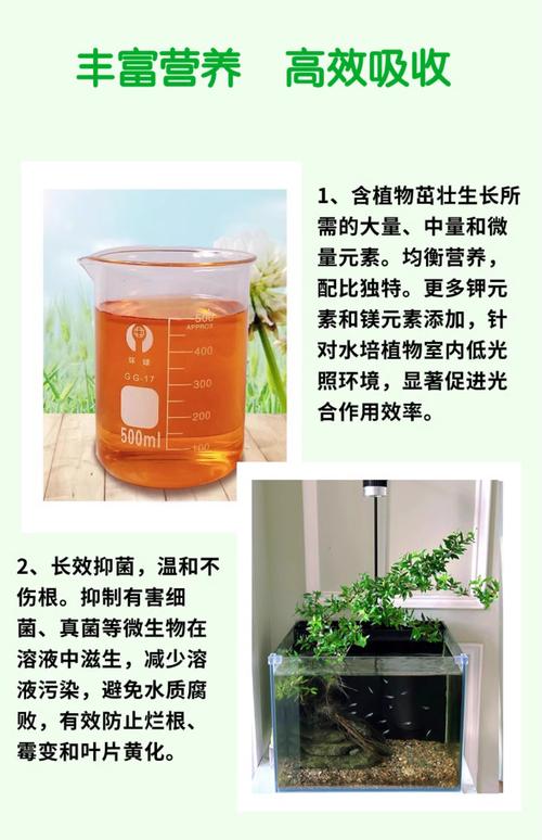 水培植物能用复合肥吗?正确用量、浓度与风险全解析 水培植物能用复合肥吗?正确用量、浓度与风险全解析