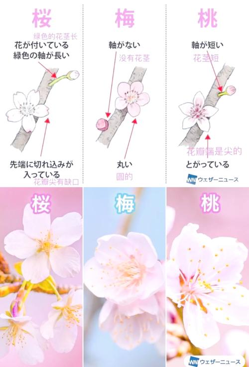 樱花季节是哪个月?园艺专家详解樱花花期与种植技巧 从园艺视角看花期差异