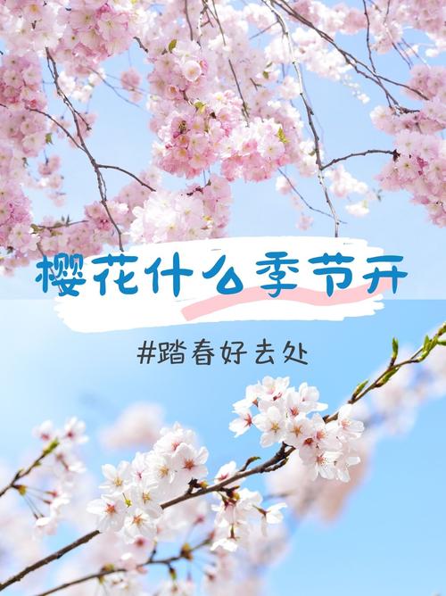 樱花季节是哪个月?园艺专家详解樱花花期与种植技巧 家庭种植樱花:如何把握花期与养护