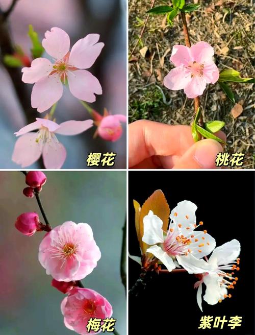 樱花季节是哪个月?园艺专家详解樱花花期与种植技巧 赏樱与园艺的融合