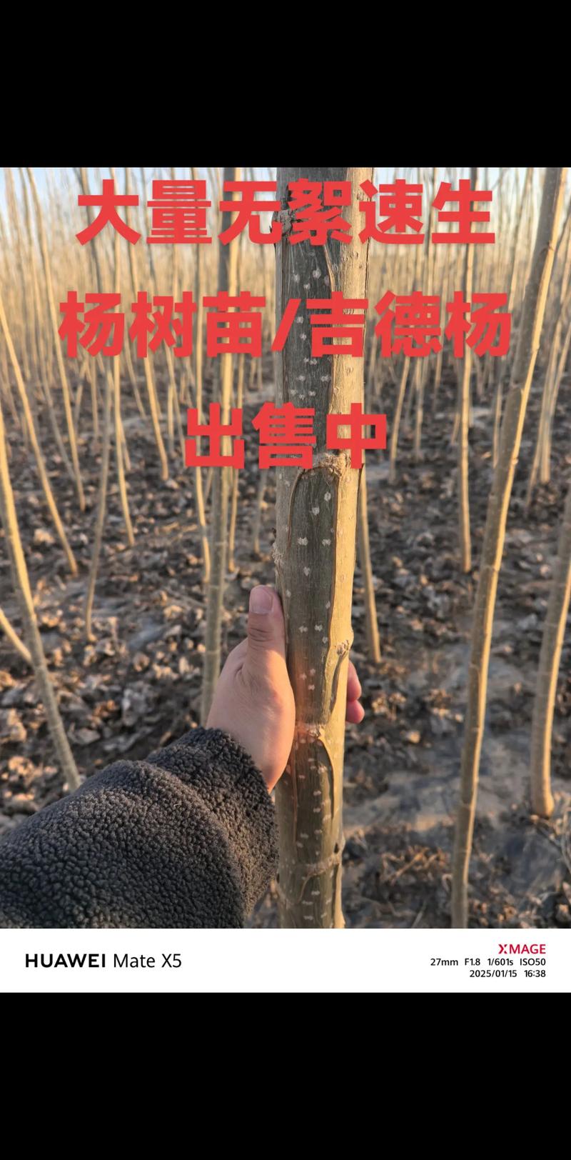 杨树苗价格多少钱一棵?2024年市场价参考与影响因素详解 一、规格因素:高度与胸径决定基础价位