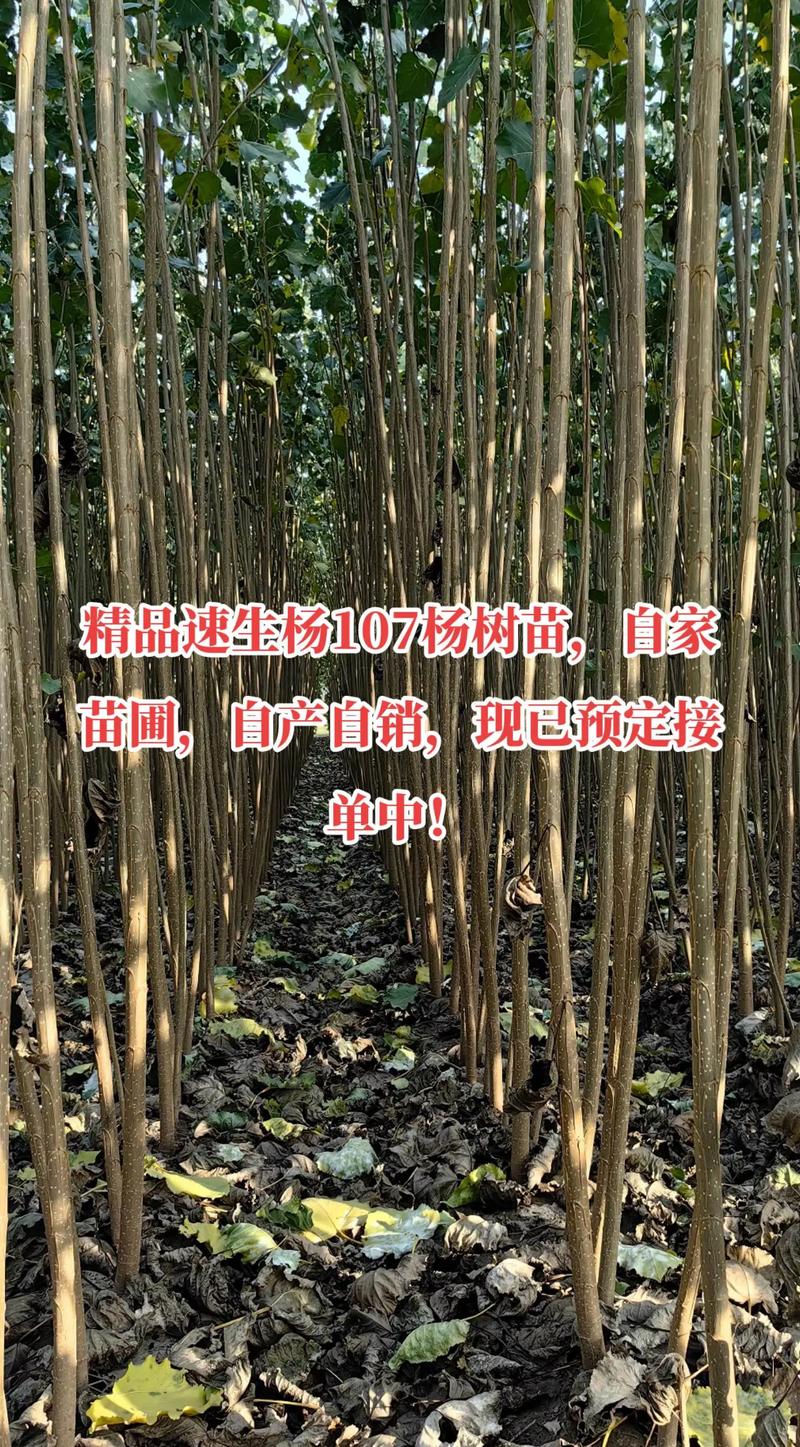 杨树苗价格多少钱一棵?2024年市场价参考与影响因素详解 三、季节因素:春秋旺季价格上浮10%-20%