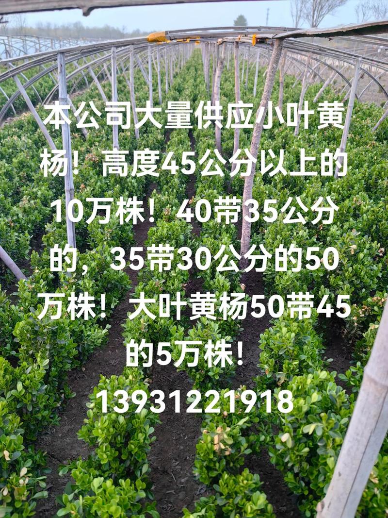 杨树苗价格多少钱一棵?2024年市场价参考与影响因素详解 六、综合价格参考表