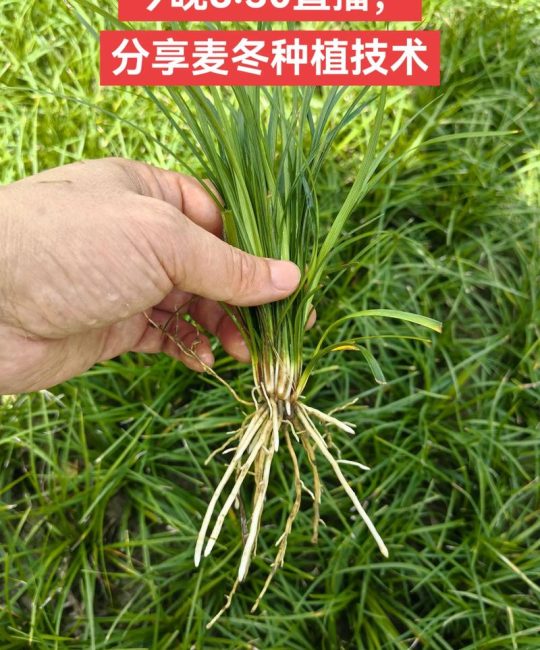 麦冬种植全指南：最佳时间、土壤要求及高效种植技术