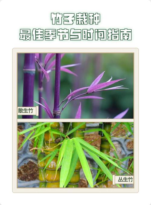 竹子什么时候栽种最好?掌握这几个时间点,成活率提高90% 3. 栽前处理技术:修剪与消毒不可少
