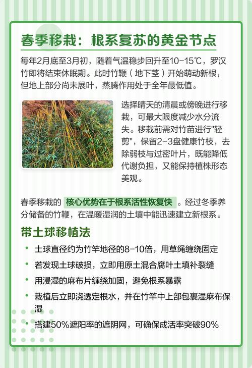 竹子什么时候栽种最好?掌握这几个时间点,成活率提高90% 4. 栽植深度控制:宁浅勿深防烂根