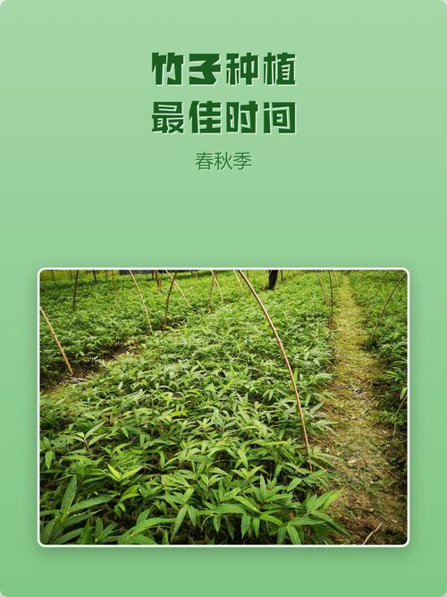 竹子什么时候栽种最好?掌握这几个时间点,成活率提高90% 6. 缓苗管理:遮阴保湿是核心