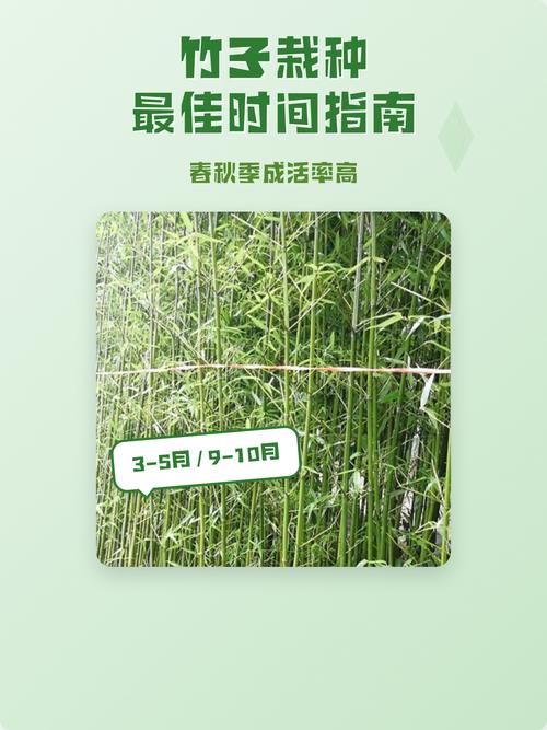 竹子什么时候栽种最好?掌握这几个时间点,成活率提高90% 5. 浇定根水实操:浇透不积水