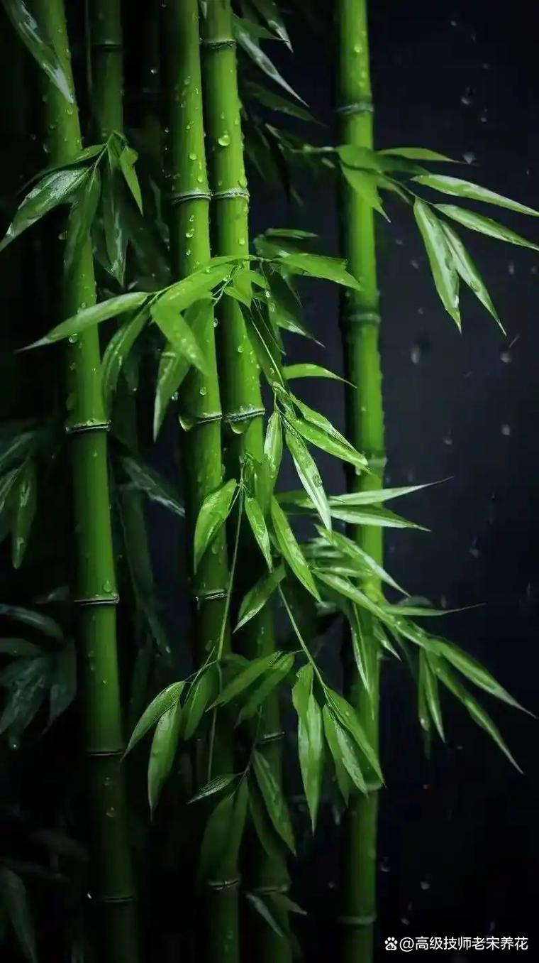 竹子什么时候栽种最好?掌握这几个时间点,成活率提高90% 7. 成活注意事项:防风与施肥