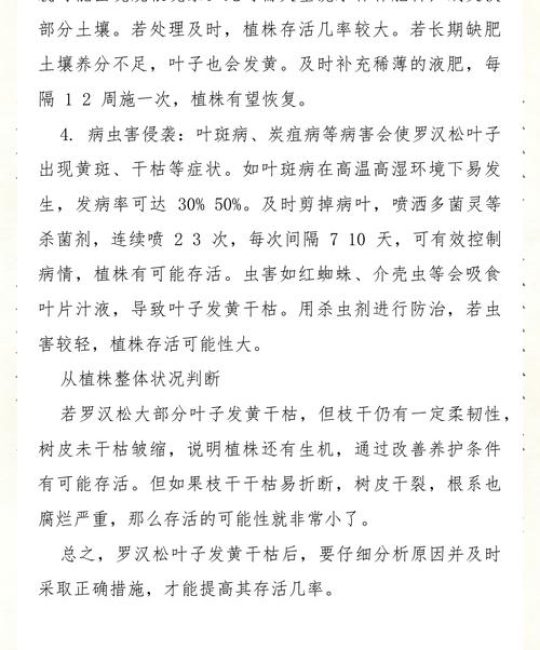 罗汉松叶子发黄干枯怎么救活？专家诊断与全流程救治方案