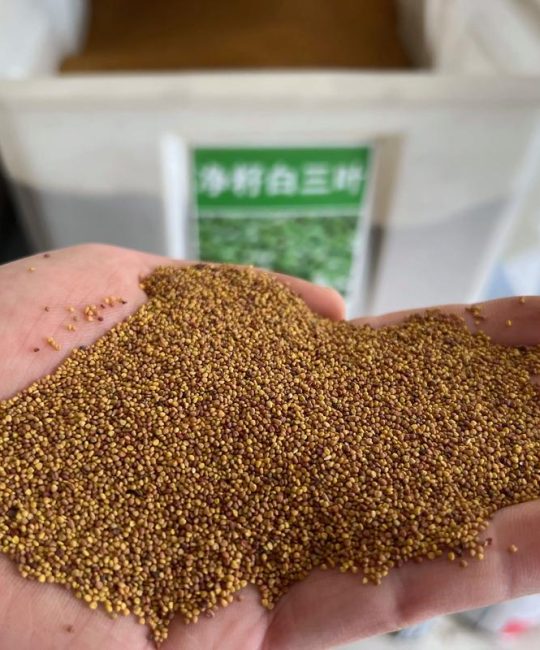 紫云英绿肥种子价格多少一斤？2025年市场行情参考与询价指南
