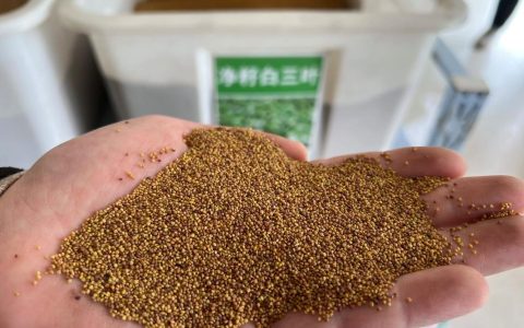 草坪种子多少钱一公斤？2026年最新价格参考与影响因素全解析