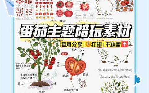 西红柿是植物的哪个部位？从植物学与园艺角度深度解析