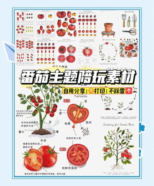 西红柿是植物的哪个部位？从植物学与园艺角度深度解析