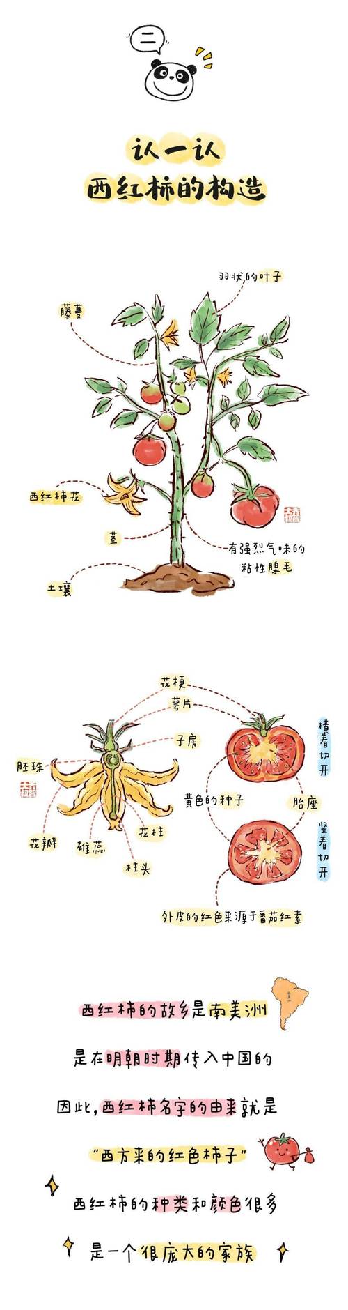 三、园艺视角：西红柿的果实发育与种植要点