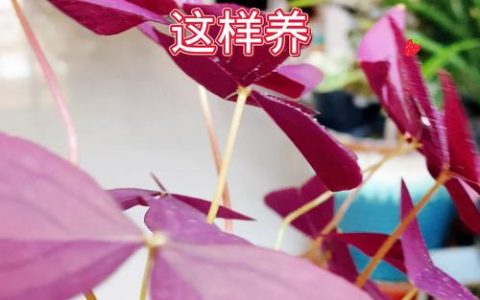 紫叶酢浆草冬天怎么养？六个方面让你的盆栽安全过冬