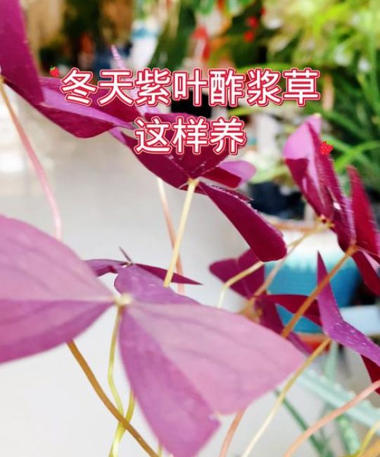 紫叶酢浆草冬天怎么养？六个方面让你的盆栽安全过冬