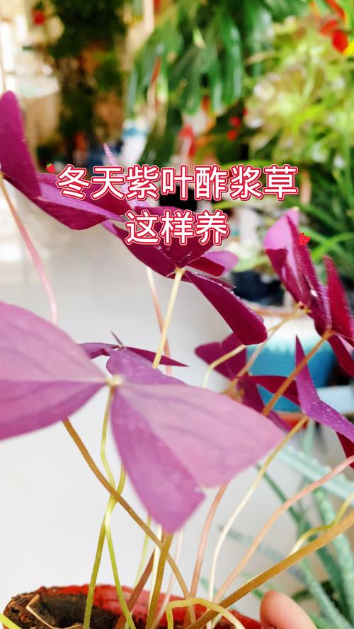 紫叶酢浆草冬天怎么养？六个方面让你的盆栽安全过冬