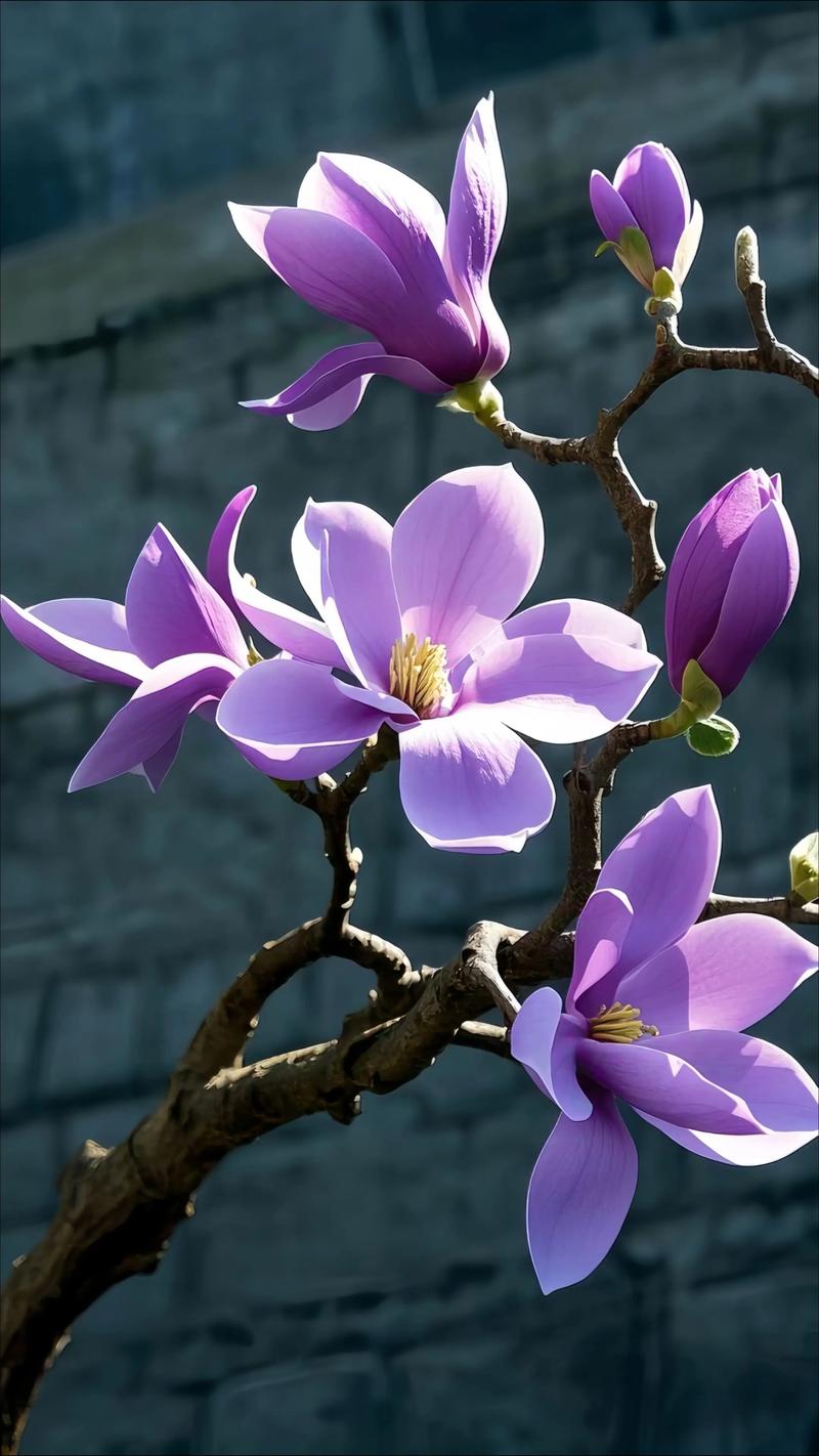 玉兰花是什么样的花:从形态到养护的全方位百科解读 玉兰花是什么样的花:从形态到养护的全方位百科解读