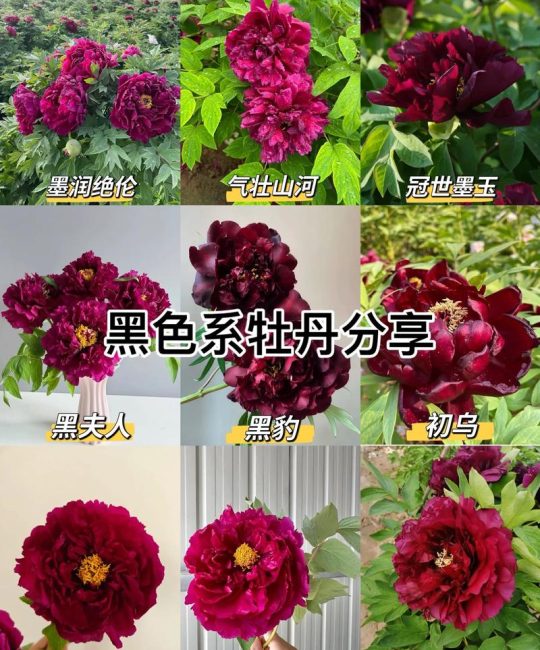牡丹四季开花吗？真相与科学养护全解析