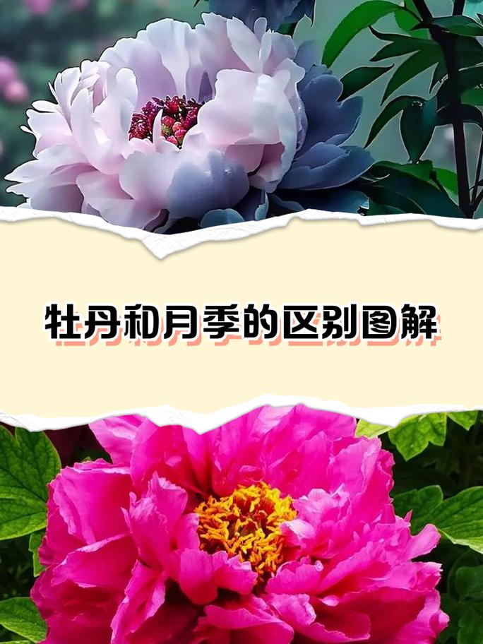 牡丹四季开花吗?真相与科学养护全解析 总结:让牡丹年年开花的3个核心动作