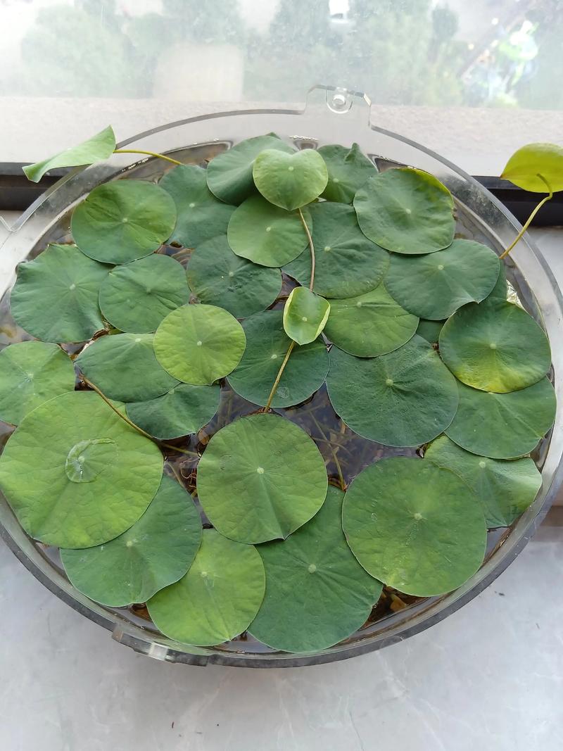 碗莲是水生植物吗?——碗莲的水生特性与全面栽培指南 碗莲生长对水深和基质的严格要求