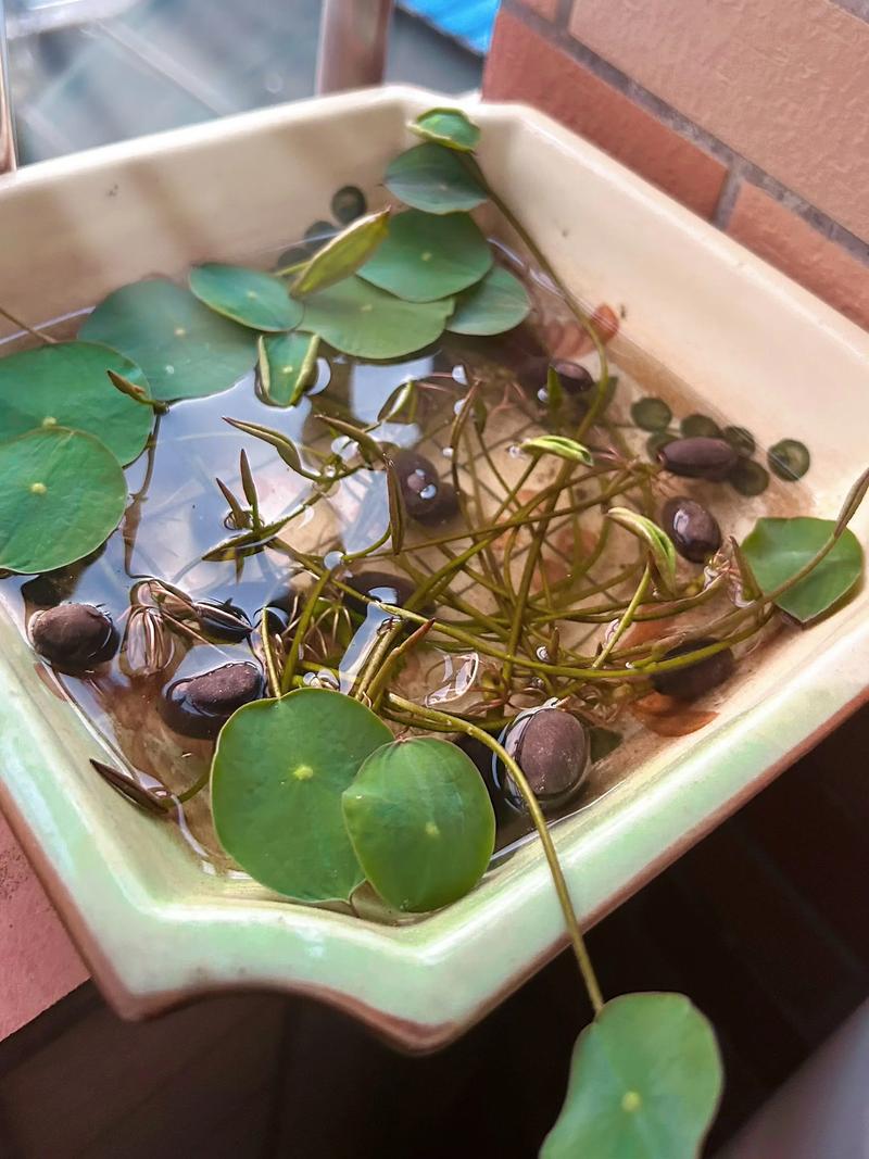 碗莲是水生植物吗?——碗莲的水生特性与全面栽培指南 碗莲的标准化种植流程