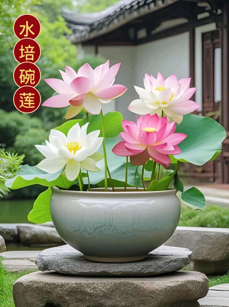 碗莲是水生植物吗?——碗莲的水生特性与全面栽培指南 碗莲的越冬管理、扩繁控制与常见误区