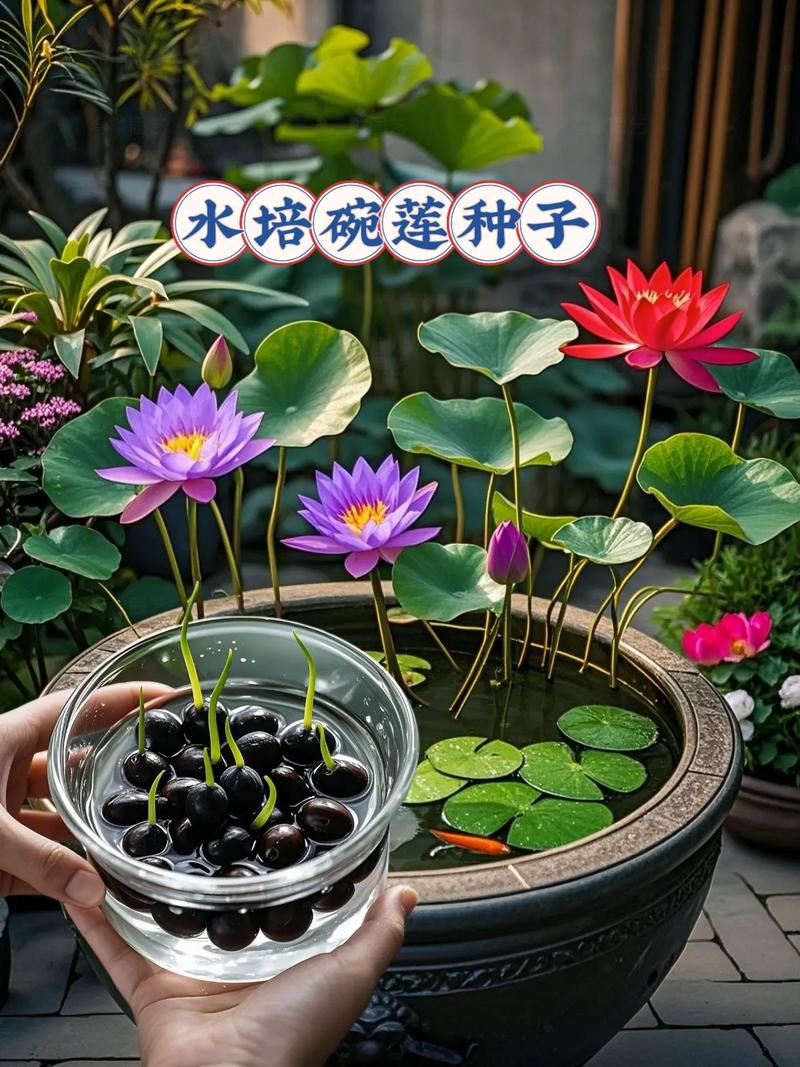 碗莲是水生植物吗?——碗莲的水生特性与全面栽培指南 总结