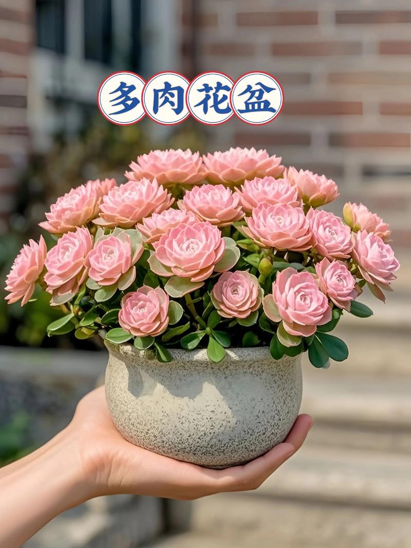 什么材质的花盆养花最好?全面解析花盆材质优缺点 6. 玻璃盆与金属盆