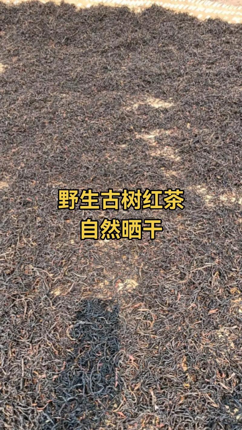 古树红茶价格指南:一盆精品古树红苗木的真实报价与影响因素分析 产地与品种纯度对价格的影响