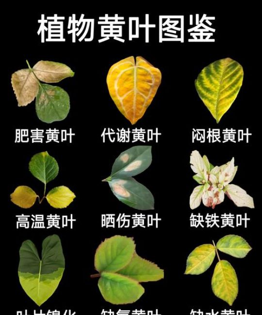绿色植物叶子发黄怎么办？一篇帮你定位病因的实操指南