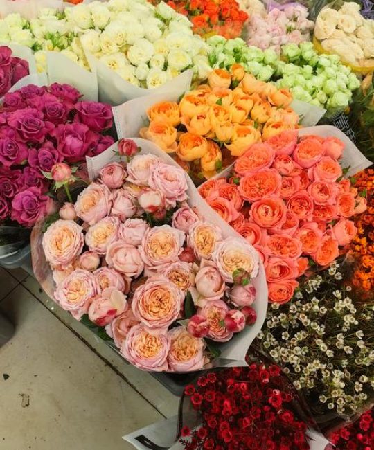 去哪里批发鲜花？采购渠道分析与供应商评估实用指南