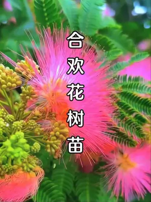 合欢花树苗价格:2026年最新市场报价与五大影响因素全解析 数量影响:批量采购是降价的王道