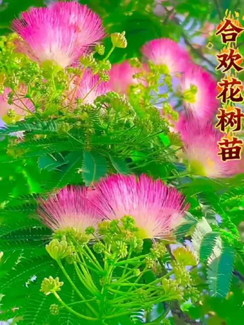 合欢花树苗价格:2026年最新市场报价与五大影响因素全解析 合欢花树苗价格参考表格