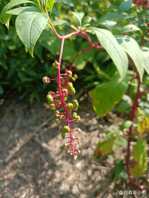 这是一种什么植物?——常见庭院植物识别指南 这是一种什么植物?——常见庭院植物识别指南