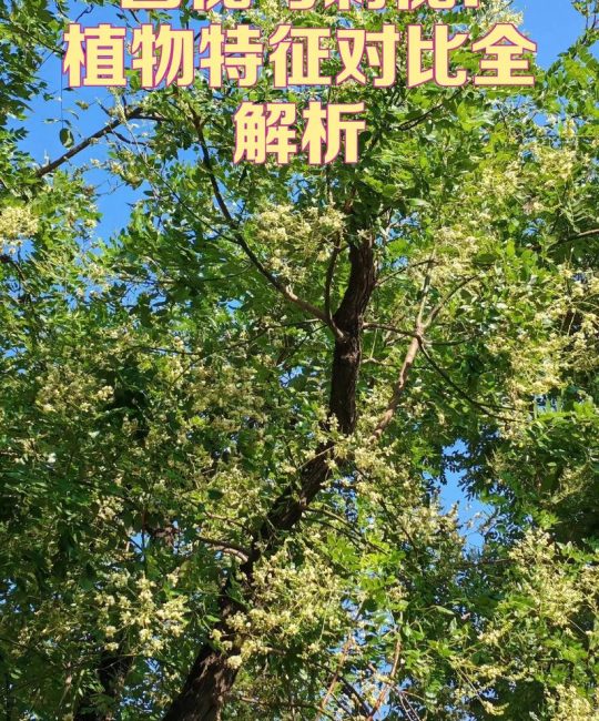 坟周围长了刺槐树好不好？风水与园艺双重视角下的乔木选择与管护指南
